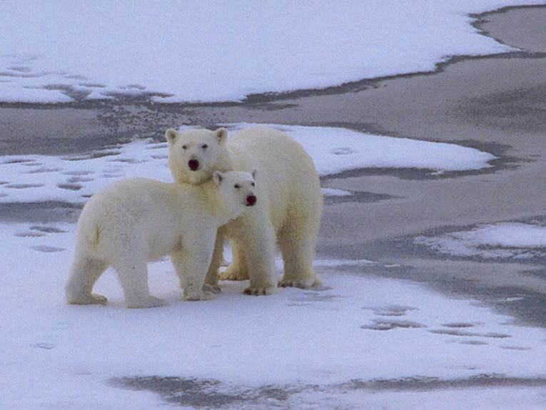 Eisbären in der russischen Hocharktis (Foto: Frank Blache)