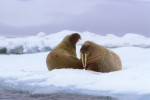 Walrosse in der Arktis