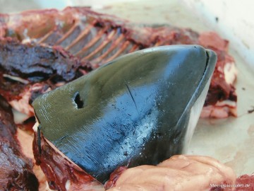 Geschlachteter Schweinswal in Grönland