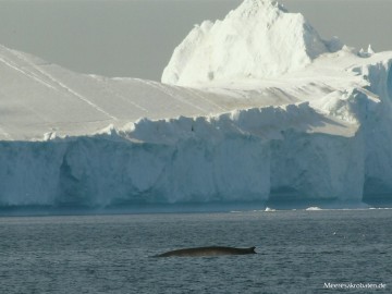 Finnwal in Grönland